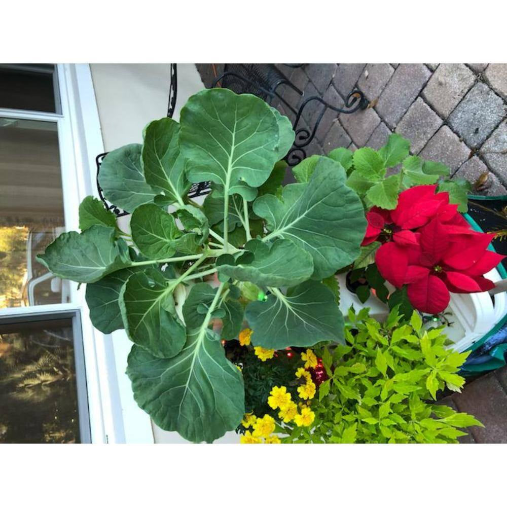 16-Plant Vertical Hydroponic Garden Tower System